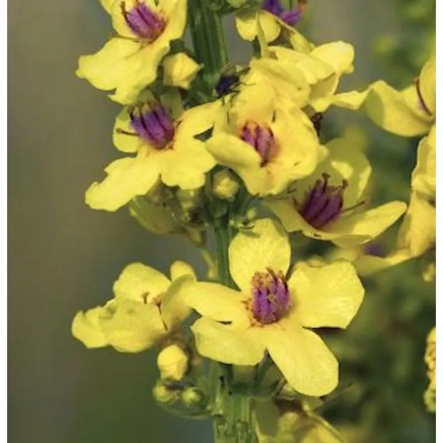 Französische Königskerze Sixteen Candles - Verbascum chaixii