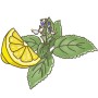Illustration: Australisches Zitronenblatt mit Zitrone, Topf-Ø 12cm, Plectranthus species.