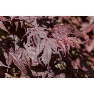 Detailaufnahme: Tiefrotes Laub des Japanischen Ahorn Bloodgood. Hausbaum für Garten & Kübel.