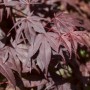 Detailaufnahme: Tiefrotes Laub des Japanischen Ahorn Bloodgood. Hausbaum für Garten & Kübel.