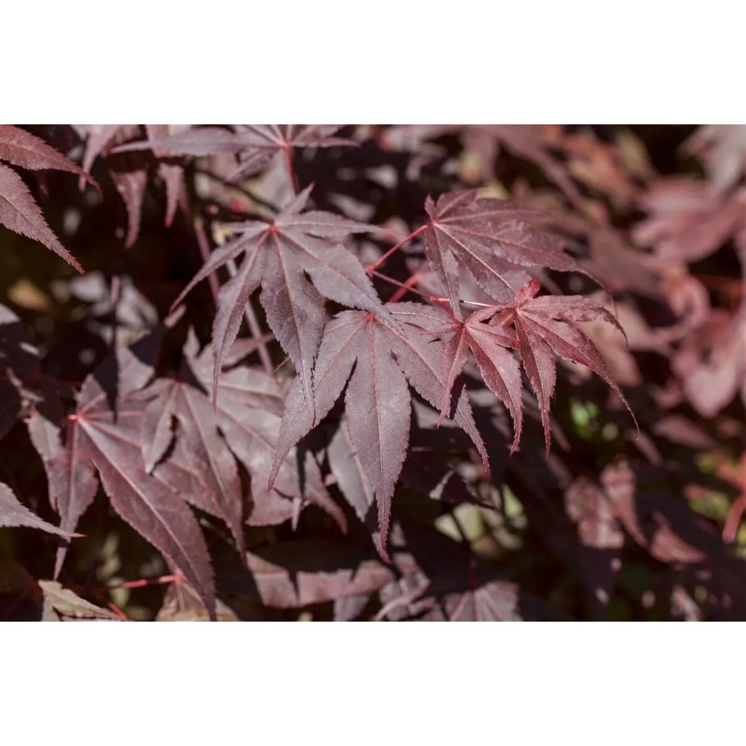 Detailaufnahme: Tiefrotes Laub des Japanischen Ahorn Bloodgood. Hausbaum für Garten & Kübel.