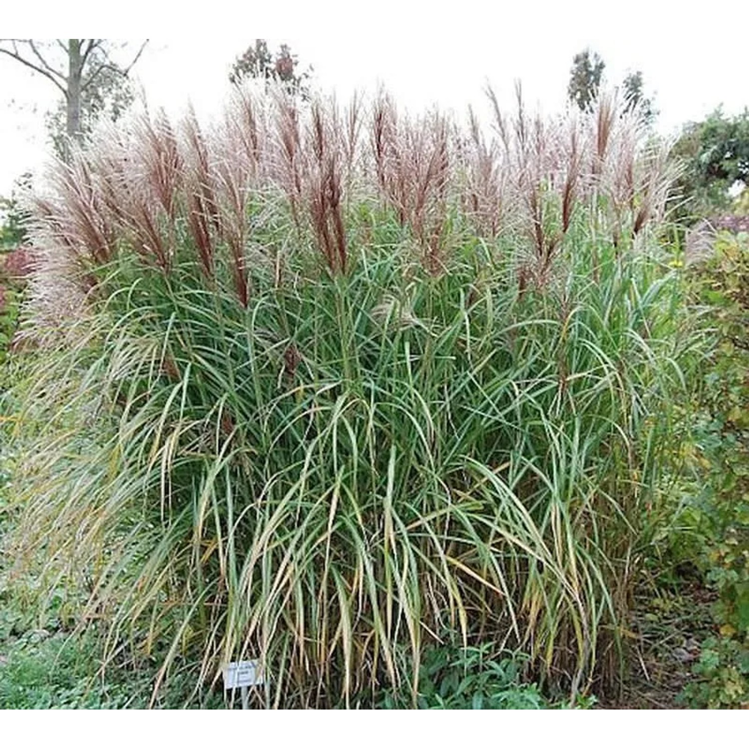 Chinaschilf Kaskade - Miscanthus sinensis