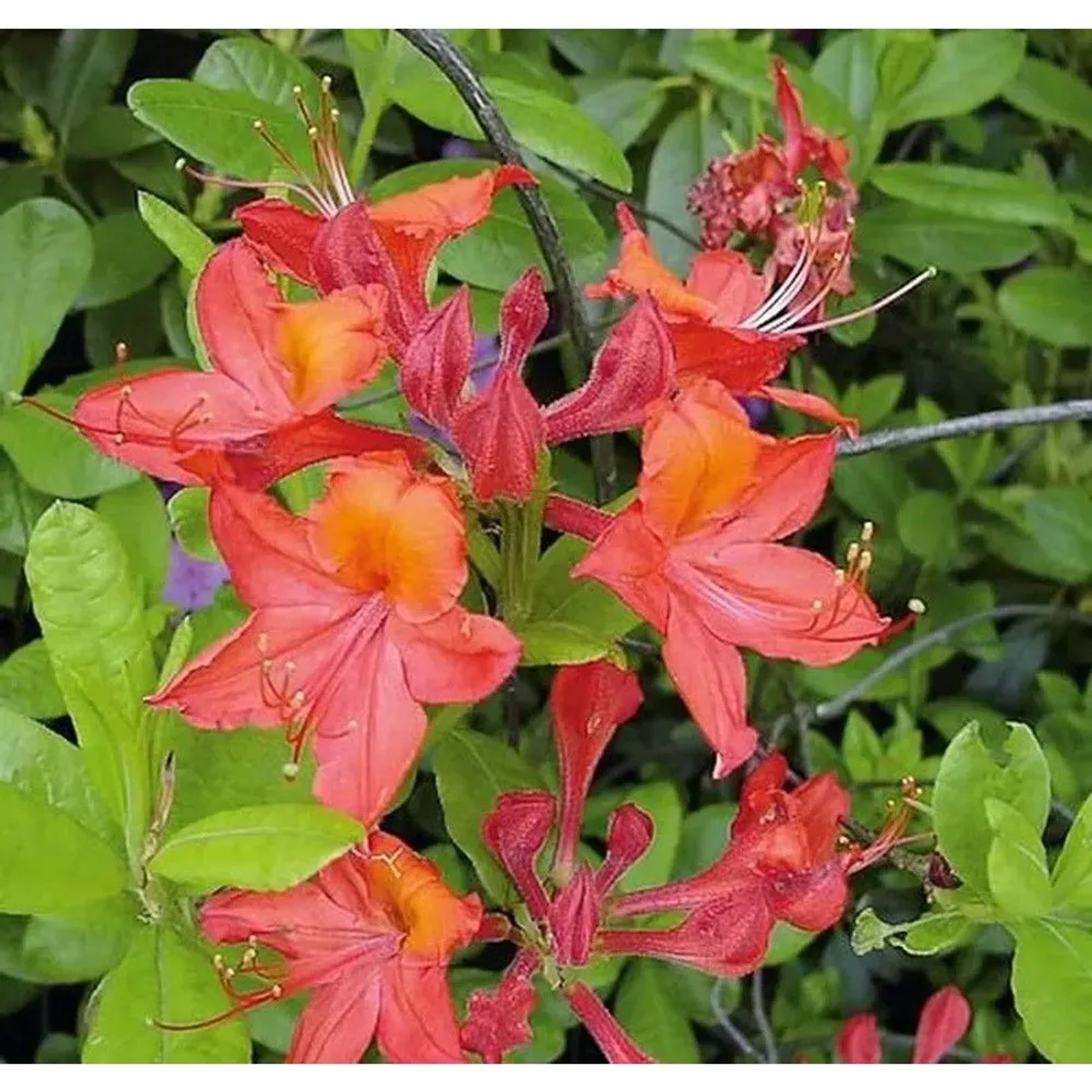 Azalee Tunis 50-60cm - Rhododendron,uteum - Alpenrose