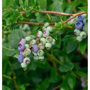 Heidelbeere Blueray Strauch mit grünen und blauen Beeren.