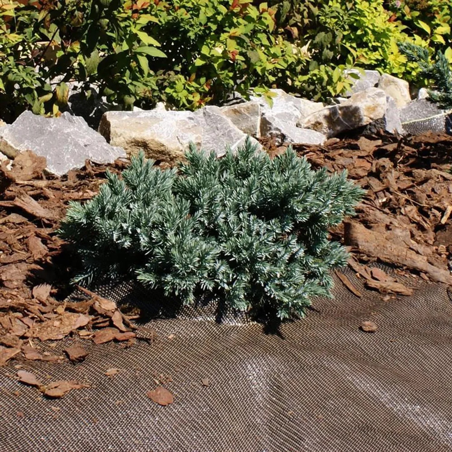 Brauner Unkrautblocker (0,9x10m) im Gartenbeet unter einem Strauch.