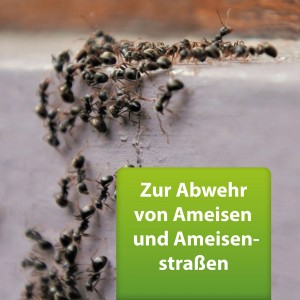 Ameisenbefall: Ameisen krabbeln auf einer Oberfläche. Ardap Repell Ameisenspray zur Bekämpfung.