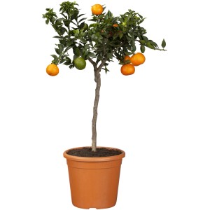 GROW by OBI Bitterorange im Topf, ca. 30-40 cm hoch, mit orangen und grünen Früchten.