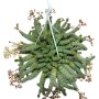 Hängeampel mit Exotenherz Crassula Hottentot, einer dekorativen Sukkulente mit kleinen Blüten.