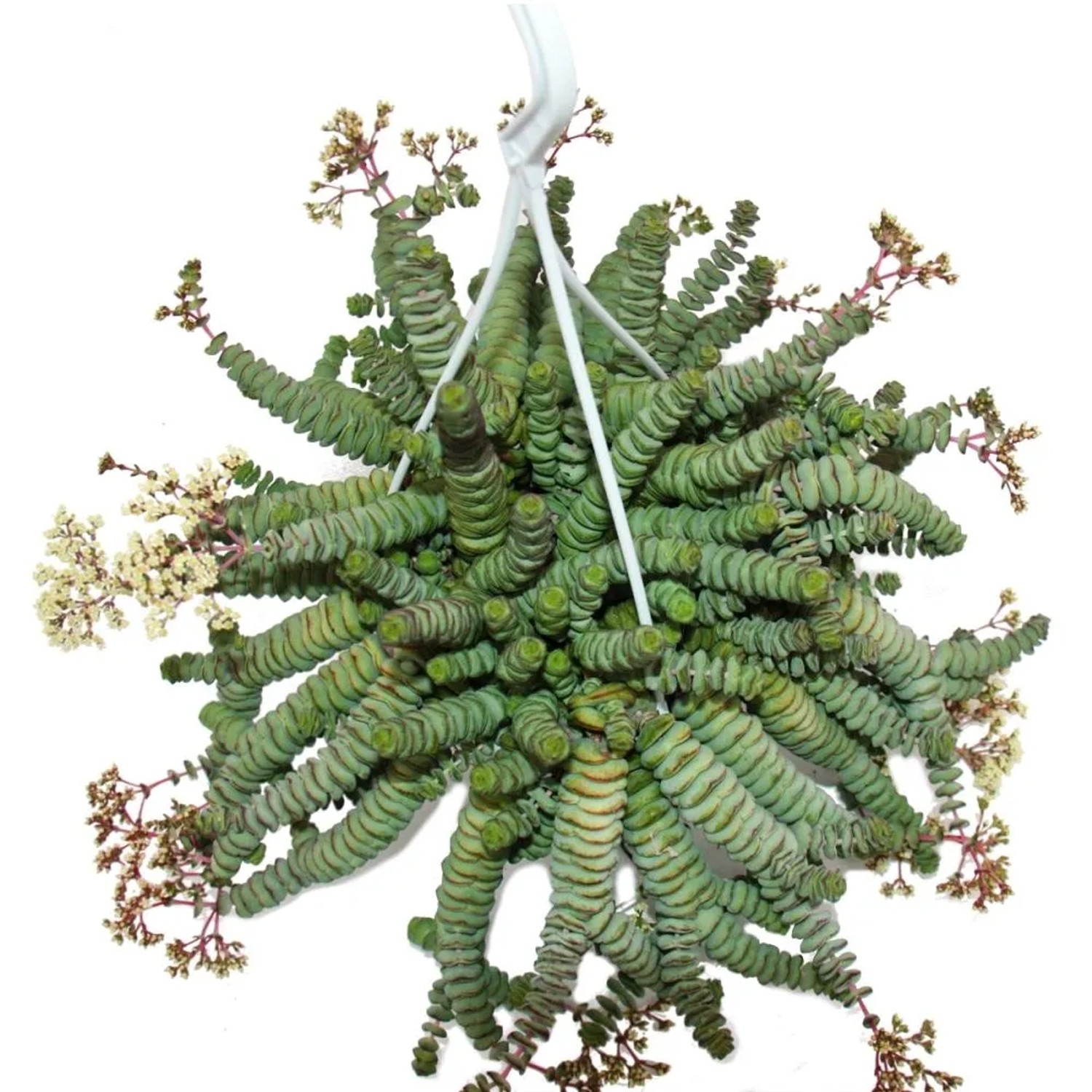 Hängeampel mit Exotenherz Crassula Hottentot, einer dekorativen Sukkulente mit kleinen Blüten.