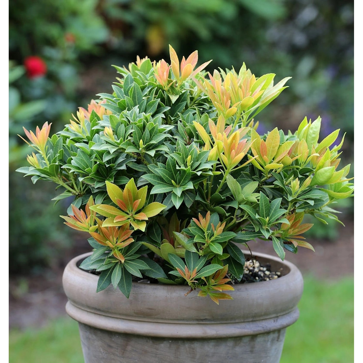 Schattenglöckchen Lavendelheide Sarabande 15-20cm - Pieris japonica günstig online kaufen