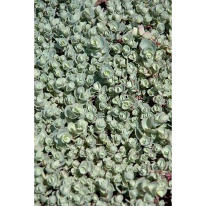 Detailaufnahme der Sedum Cauticola 'Lidakense' Fetthenne im 9x9 cm Topf. Blaugraue Blätter, ideal als Bodendecker.