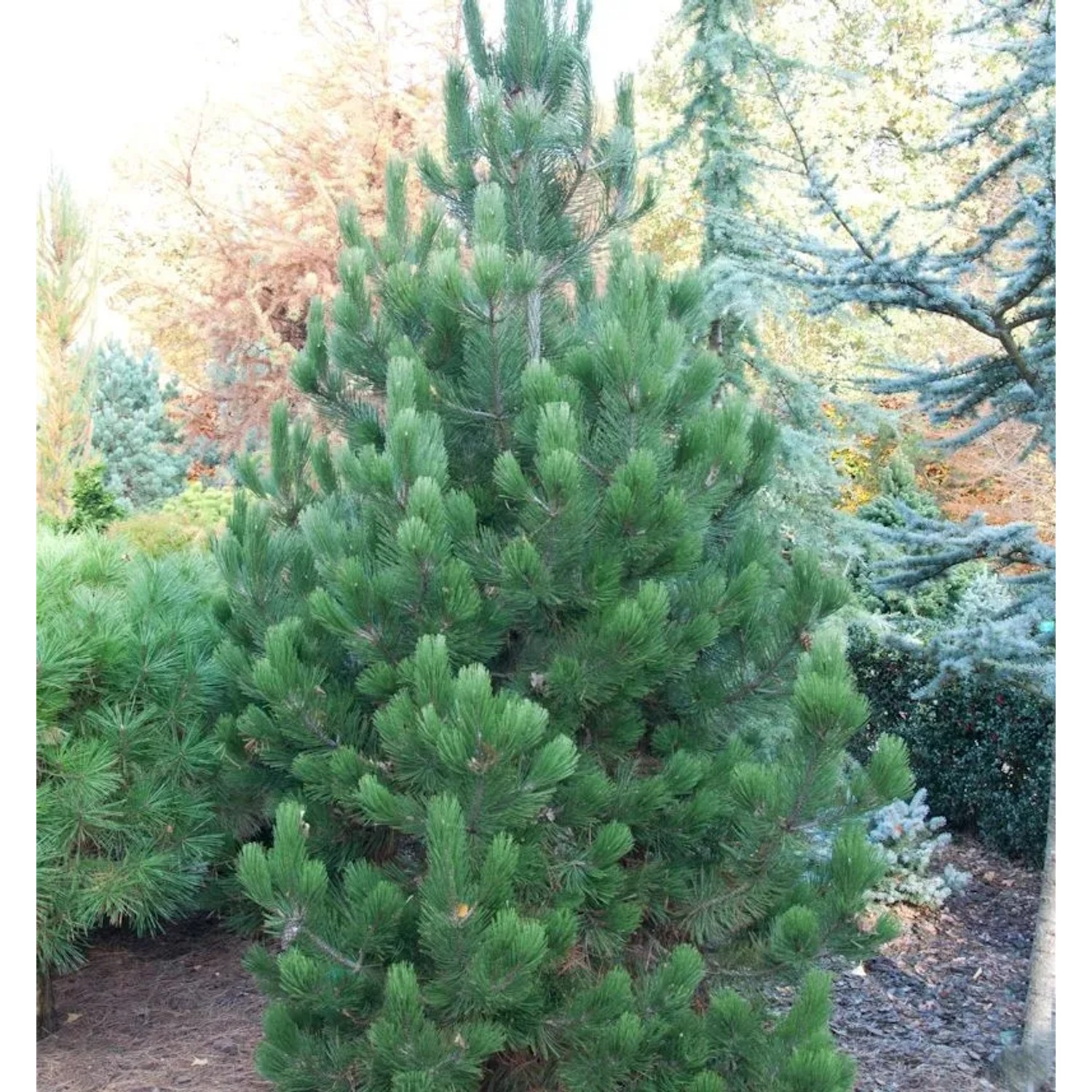 Bosnische Zwerg Kiefer Irish Bell 25-30cm - Pinus densiflora