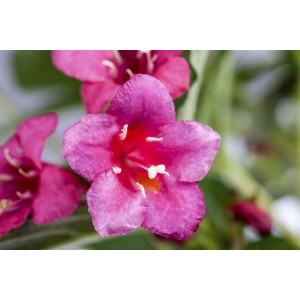 Nahaufnahme der rubinroten Blüte der Weigelie Bristol Ruby, einer blühenden Zimmerpflanze.