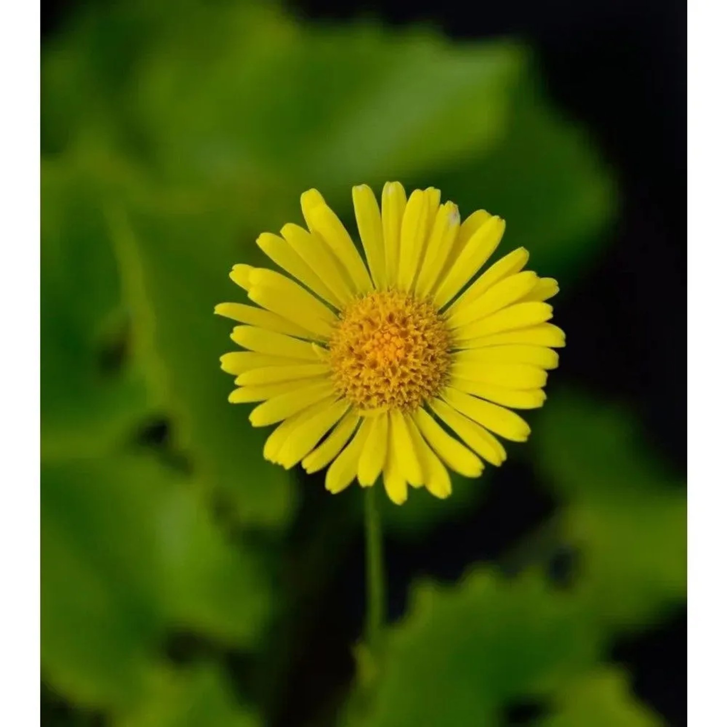 Gemswurz Little Leo - Doronicum orientale