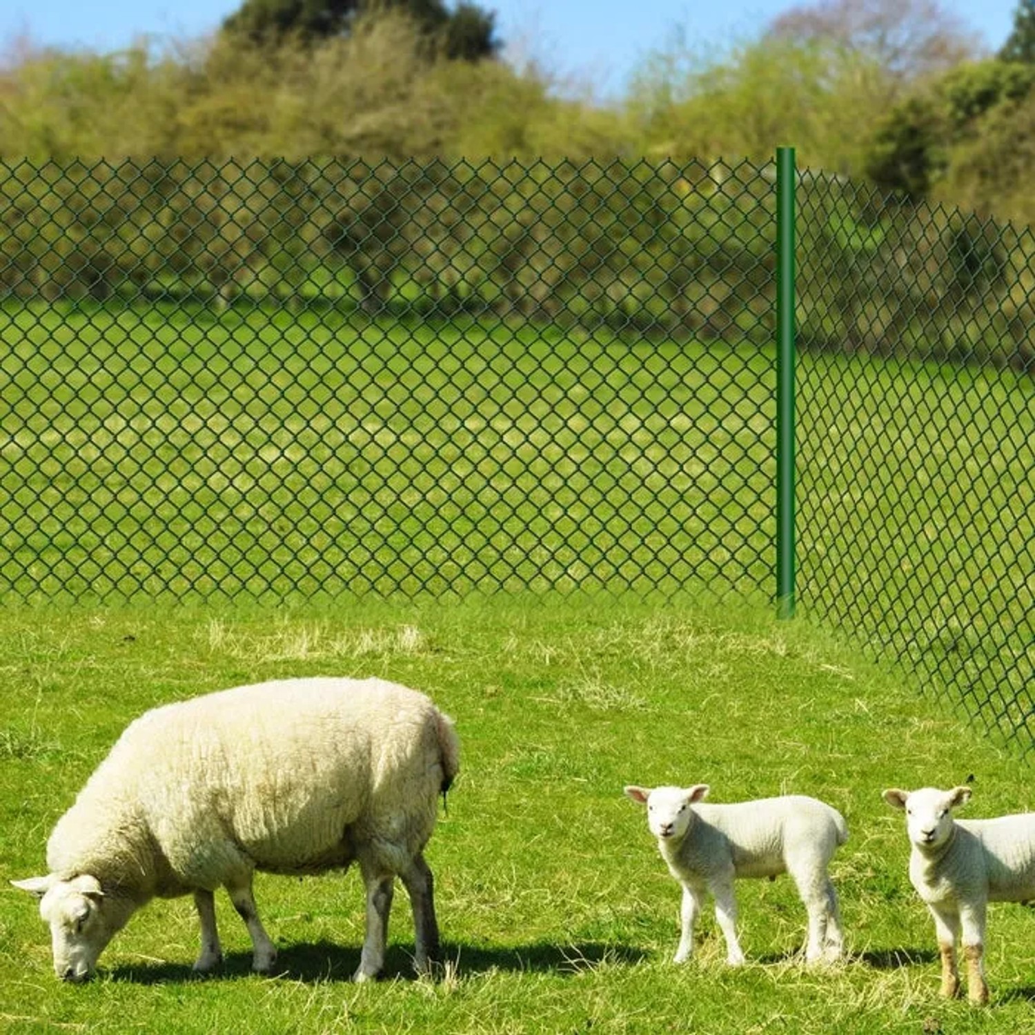 Grüner Karat Maschendrahtzaun (1,5x25m) mit Schafen auf einer Wiese.