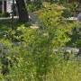 Säulen-Holunder Green Tower (Sambucus nigra), 60-80cm, im Gartenbeet mit Wildblumen.