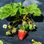 Erdbeere wächst durch Aquagart Unkrautvlies 150g. Gartenvlies/Mulchvlies schützt vor Unkraut.