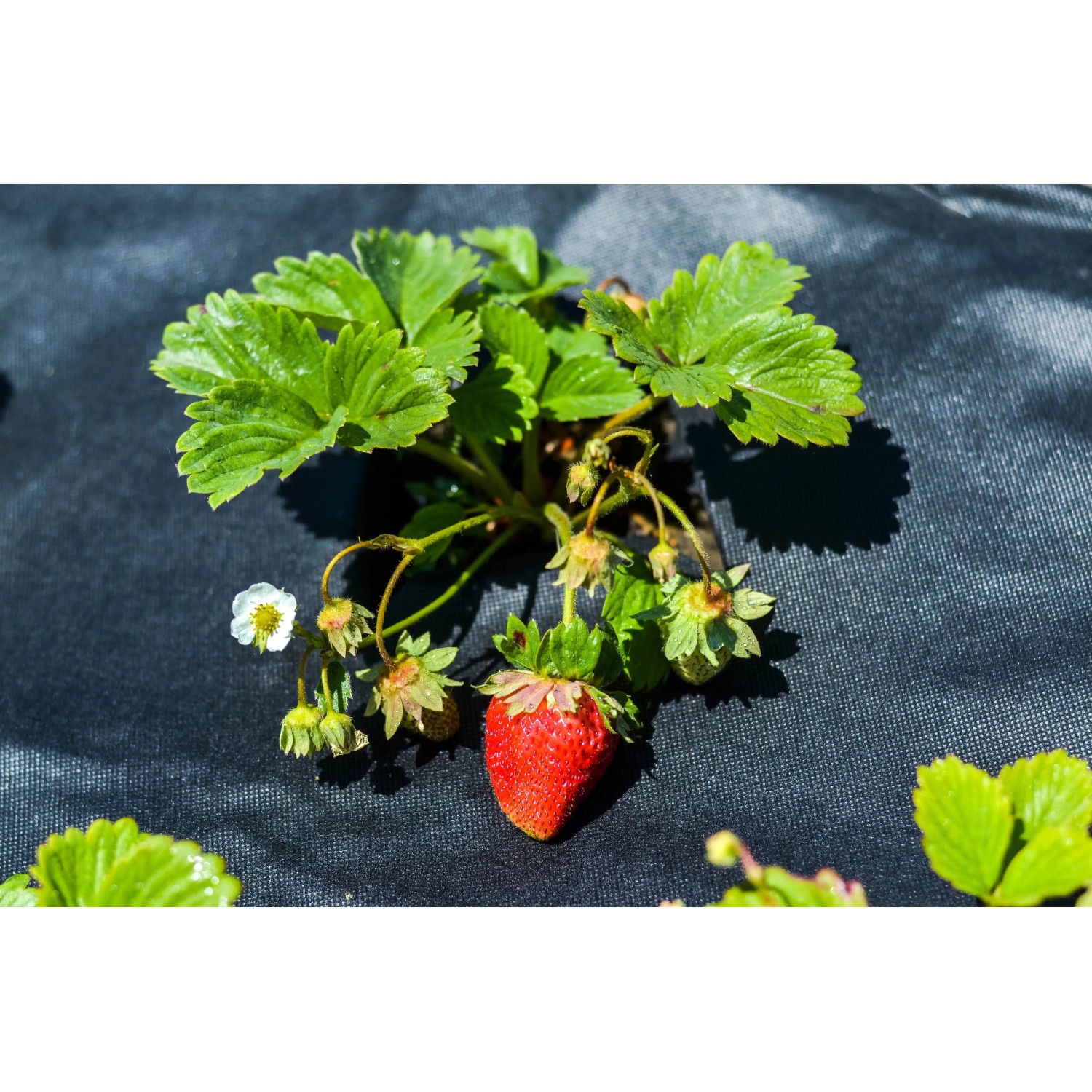 Erdbeere wächst durch Aquagart Unkrautvlies 150g. Gartenvlies/Mulchvlies schützt vor Unkraut.