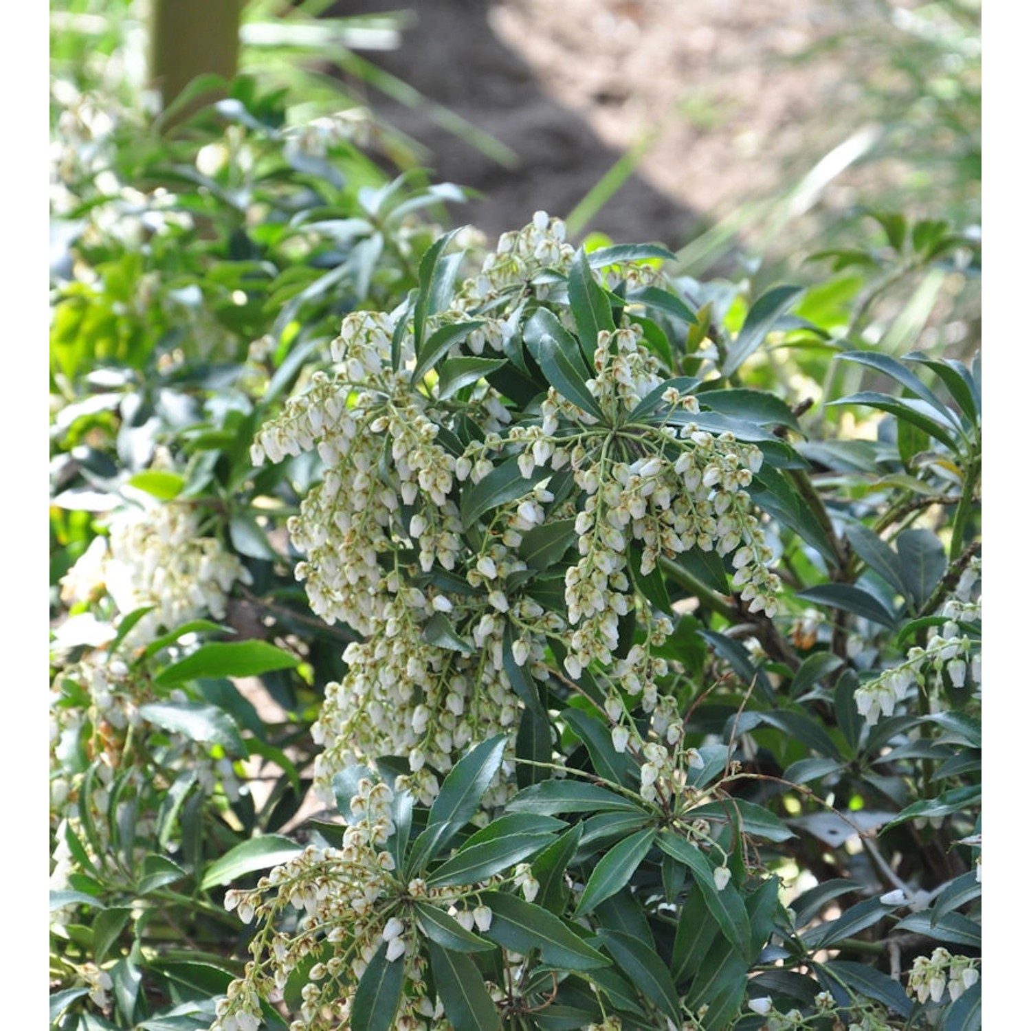 Japanische Lavendelheide Little Amely 20-25cm - Pieris japonica günstig online kaufen