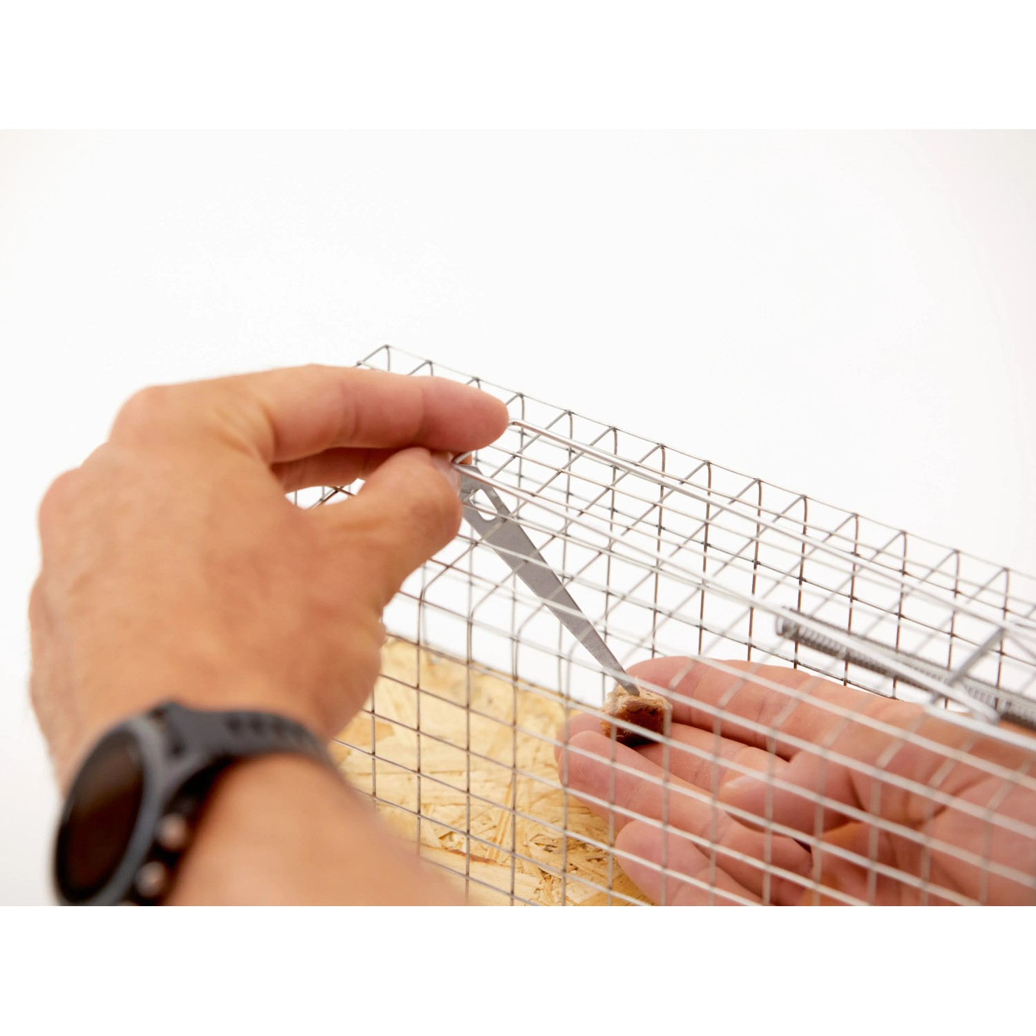 Drahtkäfig-Rattenfalle wird bestückt. Lebendfalle aus Metall, einfache Bedienung.