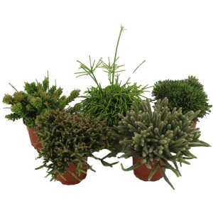 Verschiedene Korallenkakteen (Rhipsalis) im Topf, ca. 15-20 cm hoch. Sukkulenten-Sortiment.