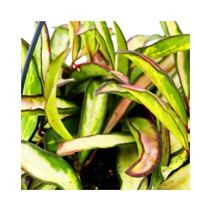 Hängende Exotenherz Zimmerpflanze Hoya Wayetii Tricolor (Wachsblume) in 14cm Ampel.