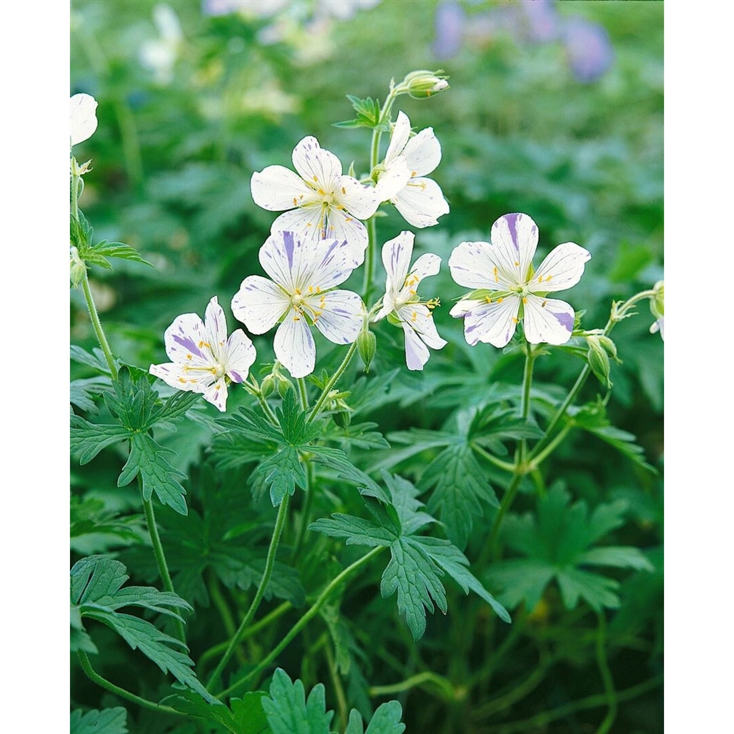 Blühender Wiesen-Storchschnabel 'Splish Splash' mit blau-weiß gesprenkelten Blüten.