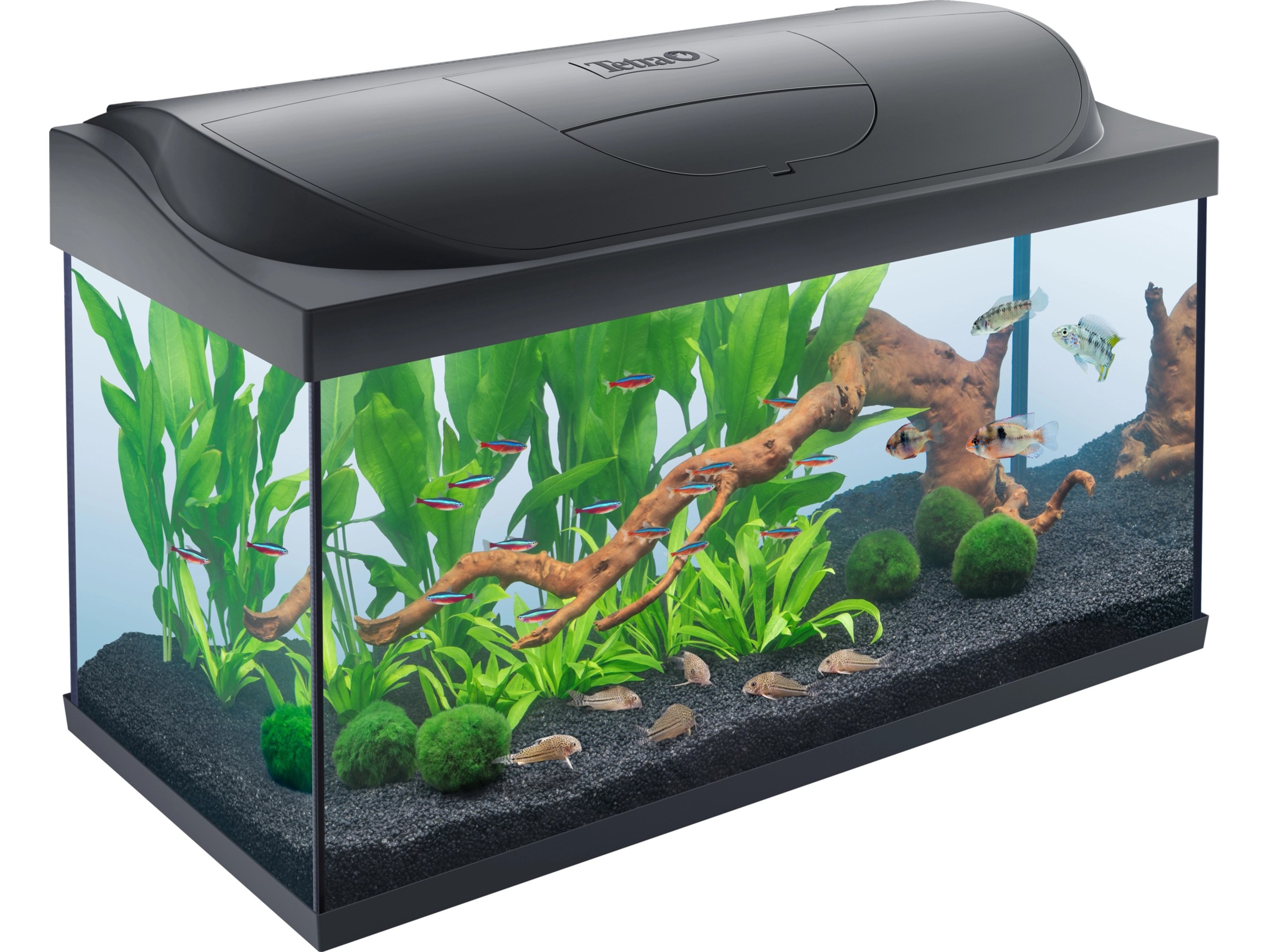 Aquarium store Komplettset, für Anfänger geeignet