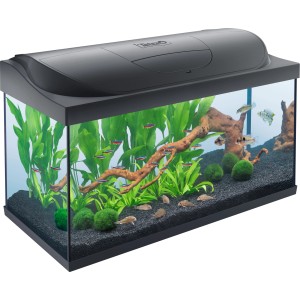 Tetra Starter Line LED Aquarium 105 l, bepflanzt und mit Fischen.