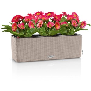 Lechuza Cube Color Triple Pflanzgefäß, sandbraun, mit pinkfarbenen Gerbera-Blumen.