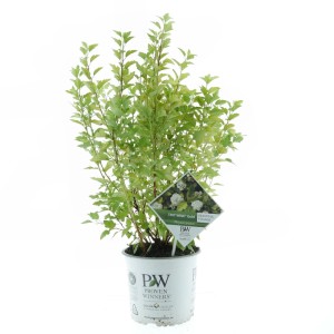 Blasenspiere Tiny Wine Gold im Topf, ca. 30-40 cm hoch, mit gelb-grünem Laub.