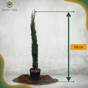 Italienische Zypresse 'Totem', 160cm, immergrün und winterhart im Topf.