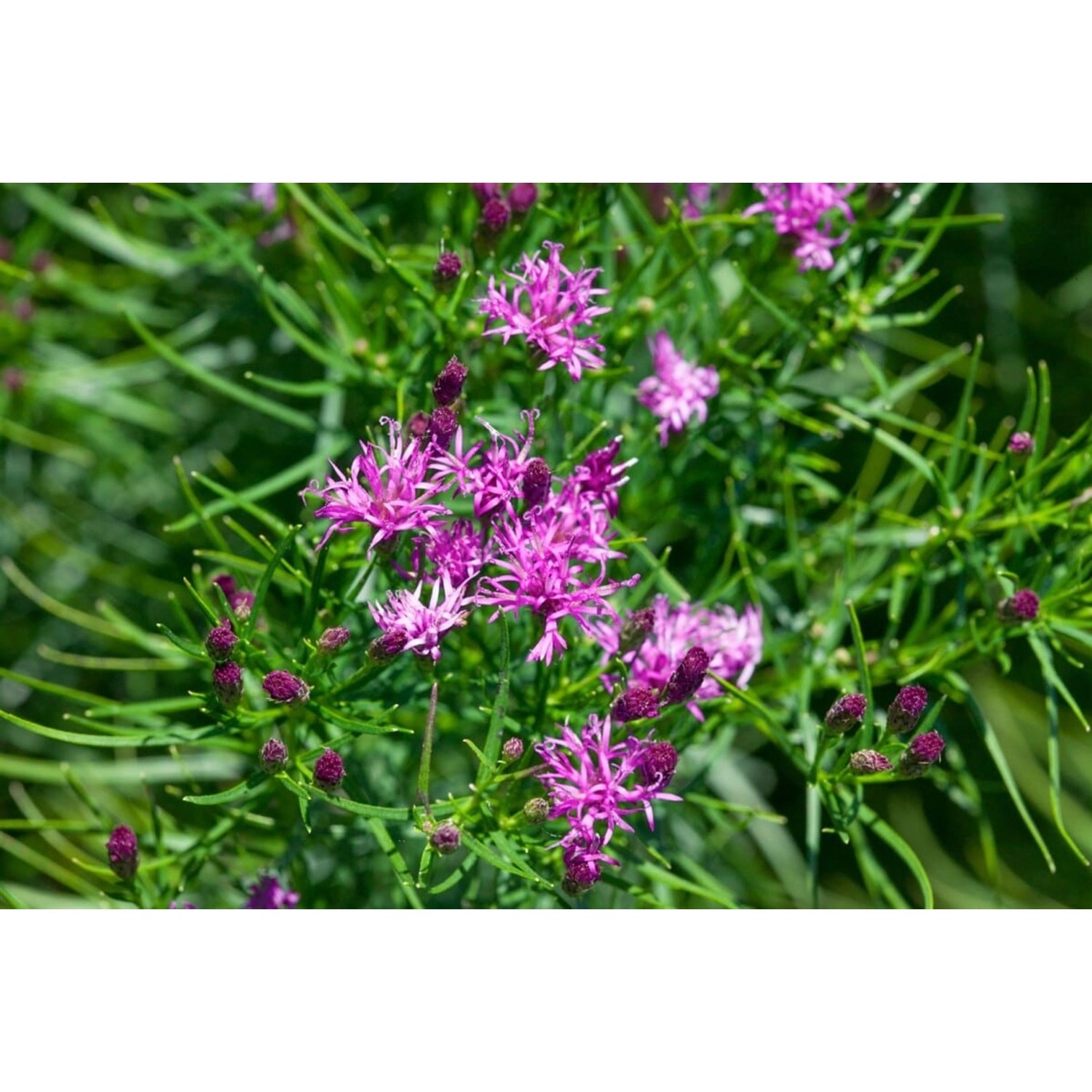Vernonia Crinita Eisenkraut Ca. 9x9 cm Topf günstig online kaufen