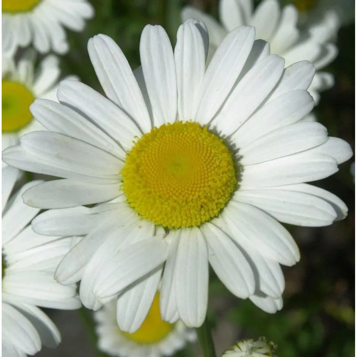 Gartenmargerite Broadway Lights - Leucanthemum superbum