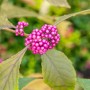 Nahaufnahme der violetten Beeren der Schönfrucht Callicarpa Bodinieri Profusion.