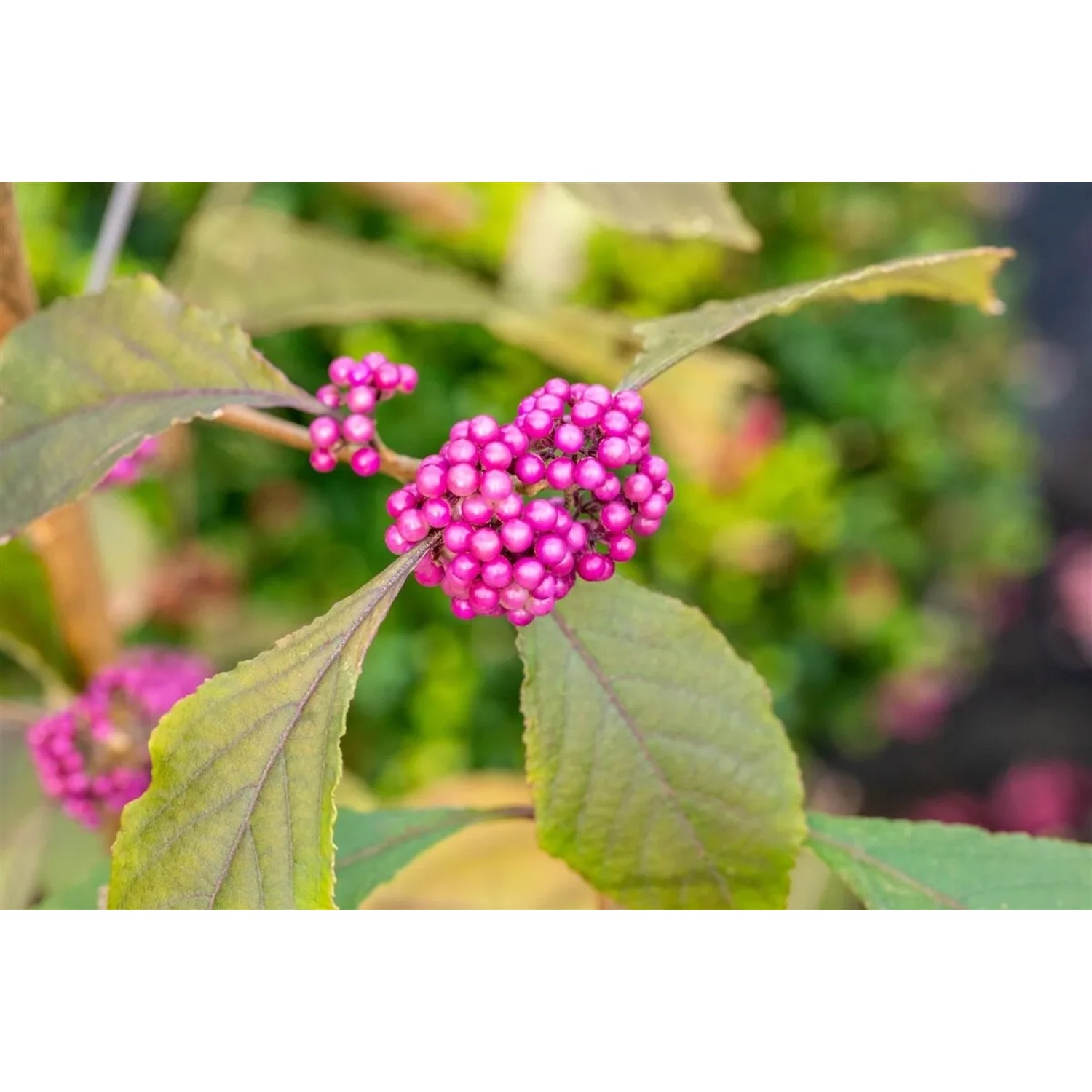 Nahaufnahme der violetten Beeren der Schönfrucht Callicarpa Bodinieri Profusion.
