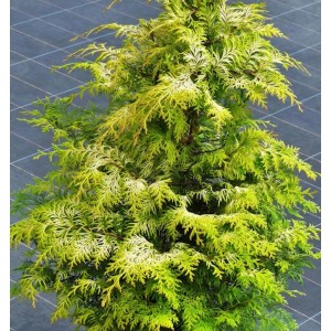 Zypresse 'Sunny Kiss', 125-150 cm, Chamaecyparis lawsoniana, Strauch mit gelbgrünen Nadeln.