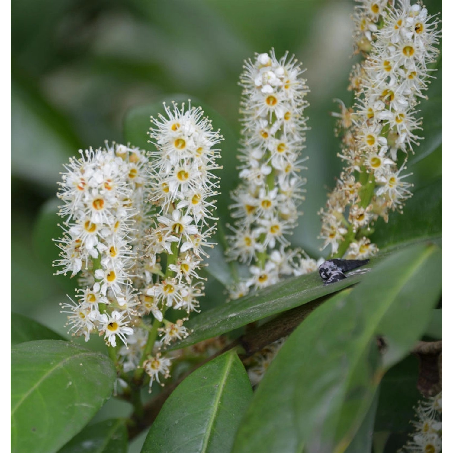 Hochstamm Kirschlorbeer Miniredia 80-100cm - Prunus laurocerasus günstig online kaufen