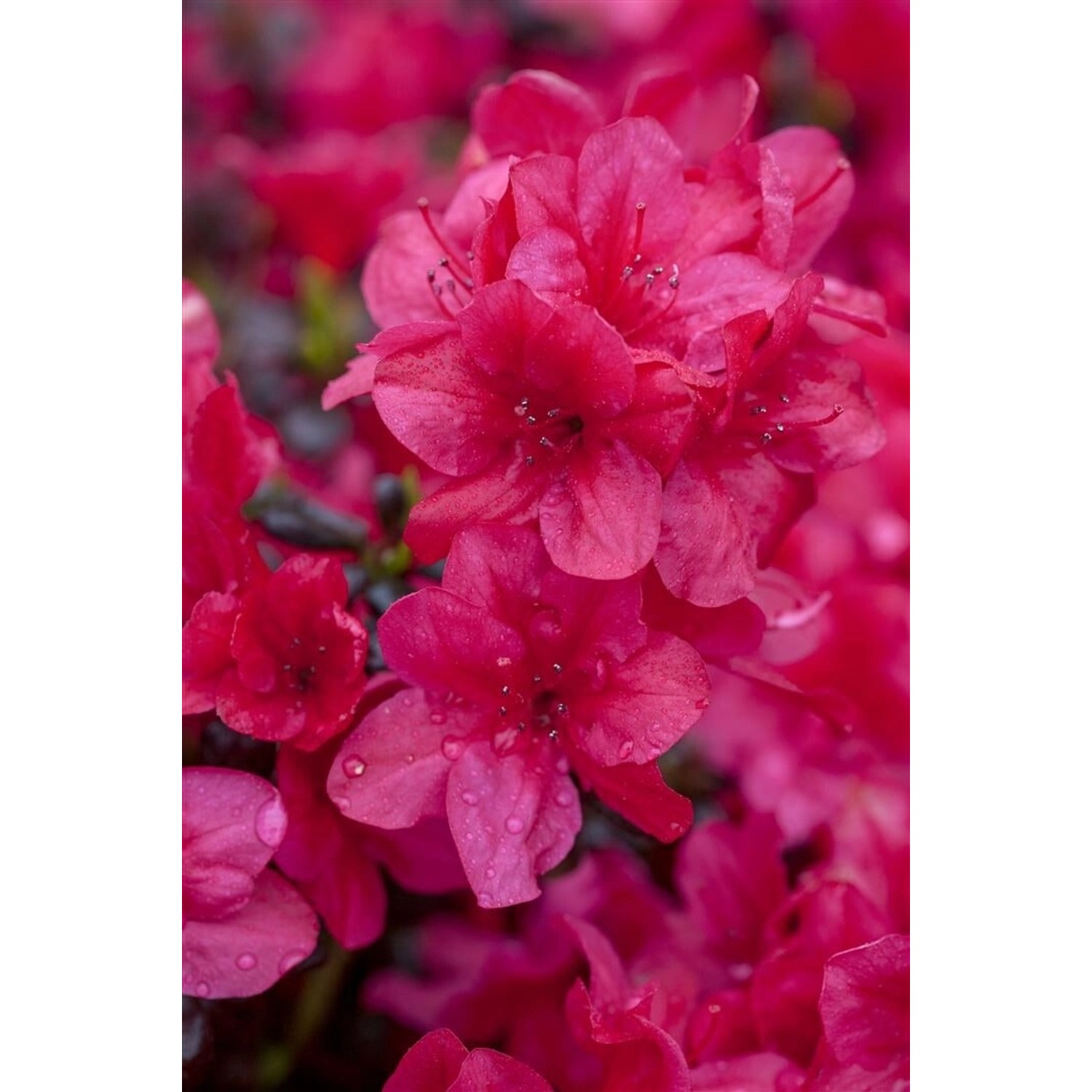 Rhododendron Obt. Diamant Rot Leuchtend Rot 20–25 cm günstig online kaufen