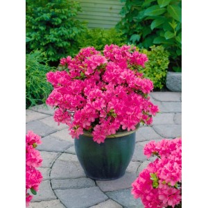 Rosa Rhododendron Obtusum 'Anne Frank' Azalee im Topf, 20–25 cm hoch.