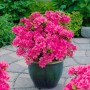 Rosa Rhododendron Obtusum 'Anne Frank' Azalee im Topf, 20–25 cm hoch.