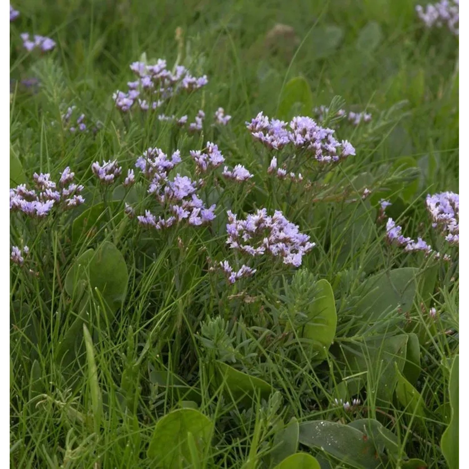 Strandflieder - Limonium vulgare