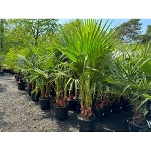 Sunny-Tree Palme Washingtonia Robusta Multistamm 140-160 cm inkl. Topf Mexikanische Fächerpalme