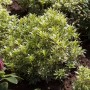 Japanische Lavendelheide 'Variegata', 20-25 cm, mit grün-weiß panaschierten Blättern im Gartenbeet.