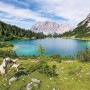 Komar Fototapete Vlies Paradise Lake: Bergsee mit Schafen, ideal für Kinder- und Schlafzimmer.