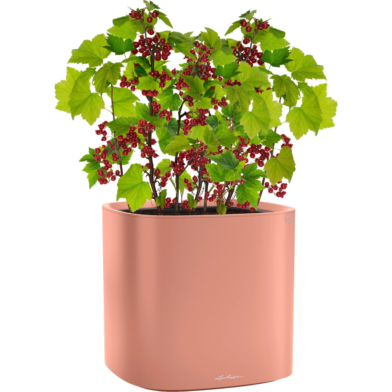 Korallroter Lechuza Pila Color Pflanzkübel (35x35x33cm) mit Pflanze.