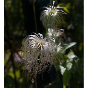 Nahaufnahme der Clematis Vitalba Waldrebe mit weißen, fedrigen Blütenständen im Garten.