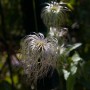 Nahaufnahme der Clematis Vitalba Waldrebe mit weißen, fedrigen Blütenständen im Garten.