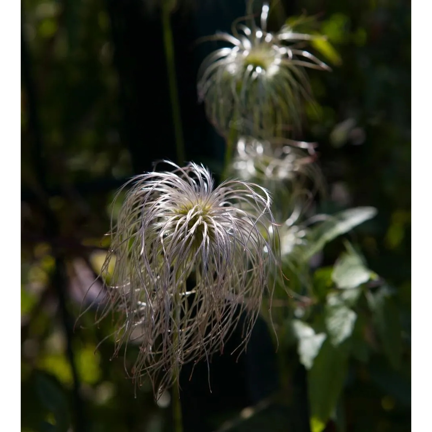 Nahaufnahme der Clematis Vitalba Waldrebe mit weißen, fedrigen Blütenständen im Garten.