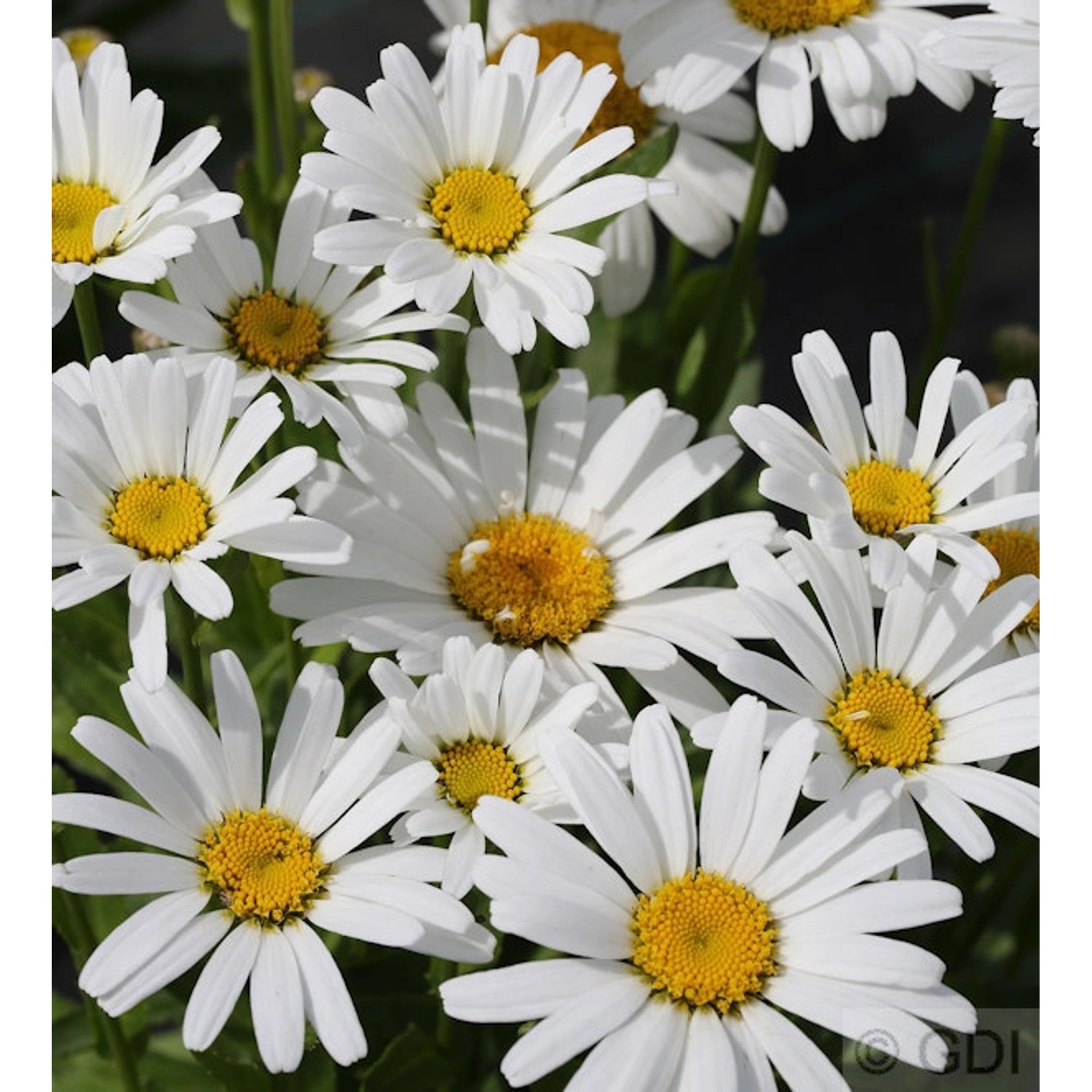 Wiesen Margerite Ohh La Lagrande  - großer Topf - Leucanthemum maximum günstig online kaufen